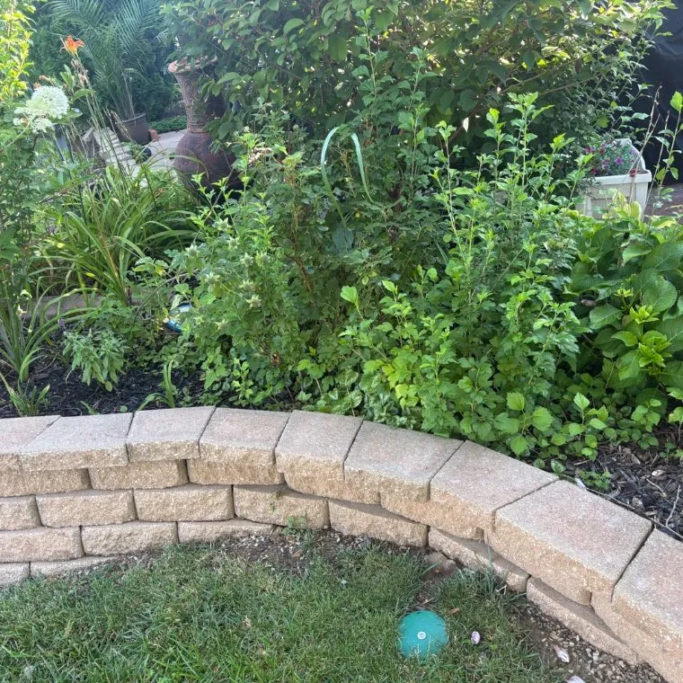 Patio border bed before mulching, Wentzville
